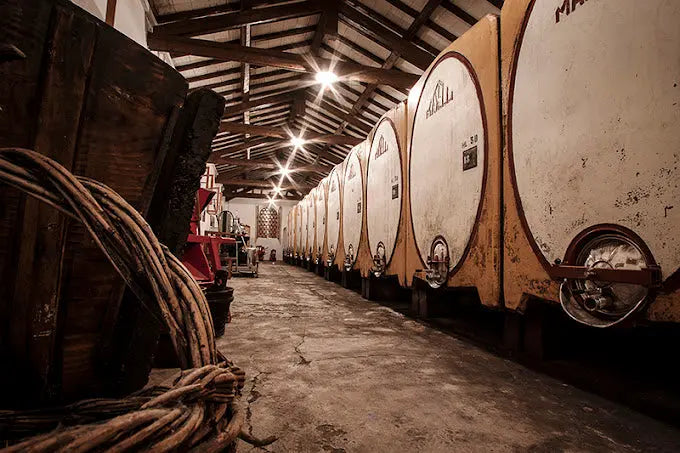 Paltrinieri Alberto - BEVINO